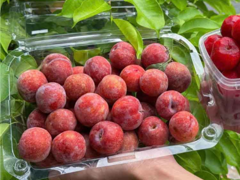 Cách lựa chọn bao bì đóng gói trái cây phù hợp