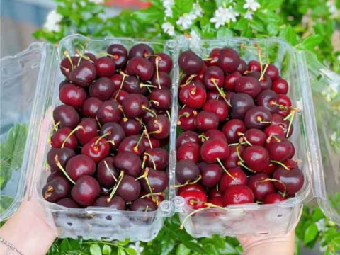 Hộp nhựa đựng trái cây - Xu hướng bao bì đóng gói nông sản năm 2026