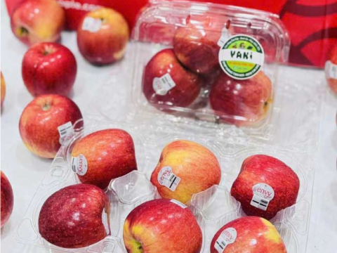 Tiêu chí lựa chọn hộp nhựa đựng trái cây phù hợp