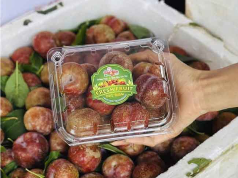 Đóng gói hoa quả đẹp mắt bằng hộp nhựa trái cây P500D nhà RVC