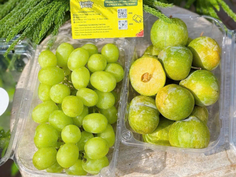 Lợi ích khi sử dụng hộp nhựa trái cây 500g nhà RVC - Giải pháp an toàn, tiện lợi