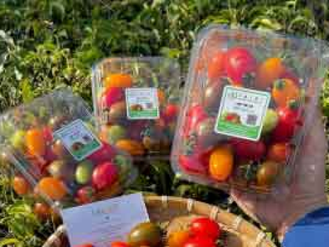 Tiêu chí lựa chọn hộp nhựa đựng trái cây phù hợp, đẹp mắt, chất lượng. 