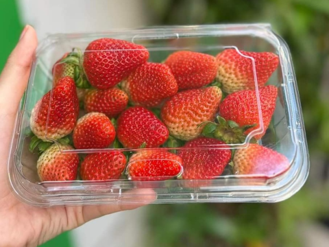 Điểm danh mẫu hộp nhựa đựng trái cây đẹp, giá rẻ bạn không nên bỏ qua