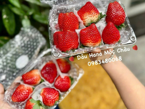 Hộp nhựa trái cây - Mẫu bao bì đóng gói dâu tây hót nhất hiện nay.