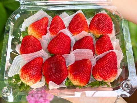 Giải pháp nào cho công tác bảo quản dâu tây được hiệu quả nhất?