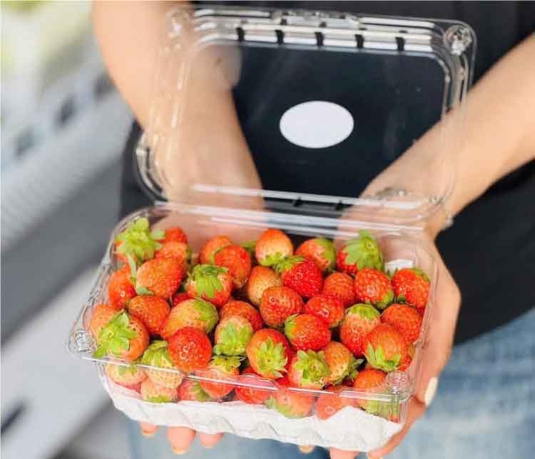 Hộp nhựa trái cây