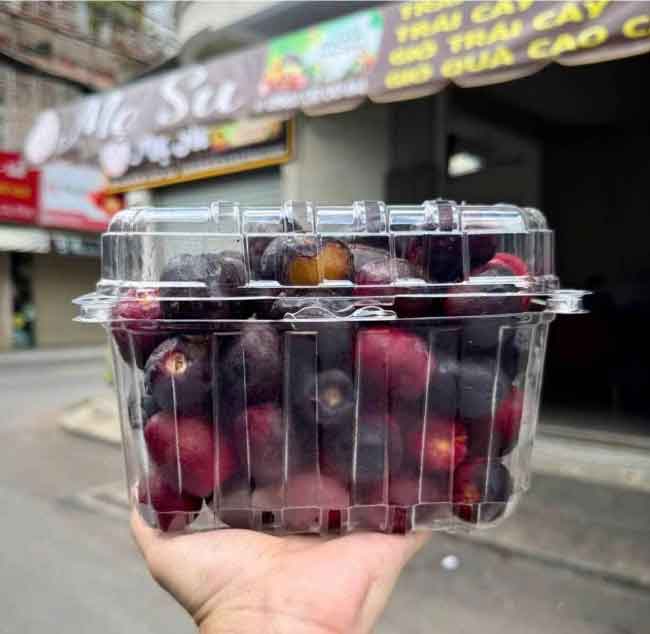Hộp nhựa P1000B
