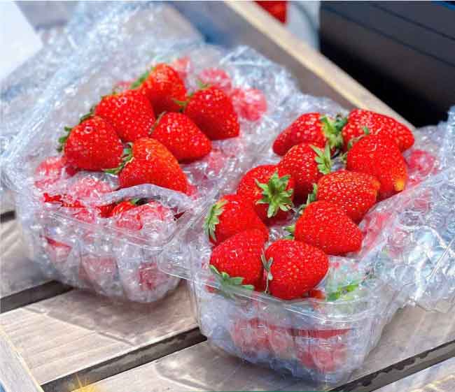 Hộp nhựa đựng trái cây P500C