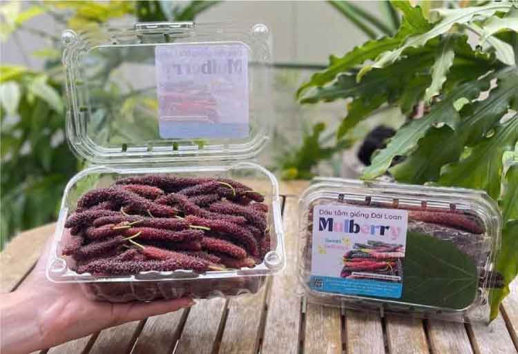 Hộp nhựa trái cây