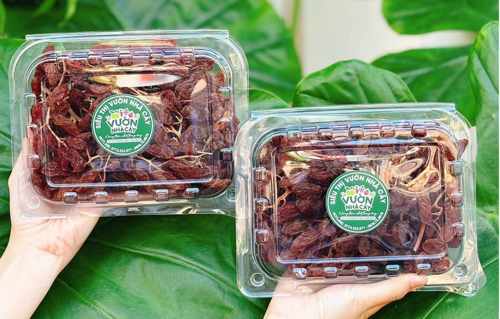 Hộp nhựa trái cây