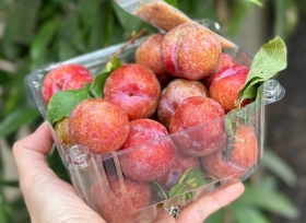 Thu hút khách hàng, tăng doanh thu khi sở hữu hộp nhựa trái cây tại RVC