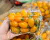 RVC - Địa chỉ tin cậy để mua hộp nhựa trái cây 500g P500D đảm bảo chất lượng